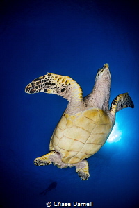 "Dancing Turtle"
The Hawksbill literally swam up and sto... by Chase Darnell 